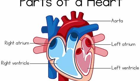 human heart diagram for kids