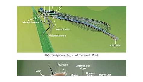 Dragonflies and Damselflies of Europe: A scientific approach to the