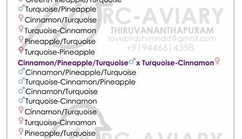 Green-cheek Conure Combination Breeding Results. | Conure, Conure