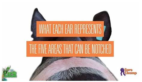 how to read pig ear notches