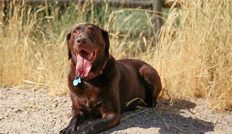 What Temperature Is Too Hot For Labrador Retrievers? - Retriever Advice - Golden Retrievers