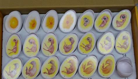 Incubator for chicken eggs philippines Here ~ Makers