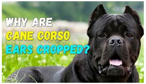Cane Corso Ear Cropping: Why Are Cane Corso Ears Cropped?