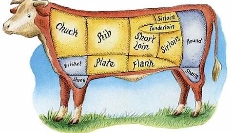 Cuts of Meat: The Anatomy of a Steer - Article - FineCooking