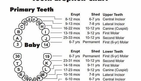 Baby Tooth Chart Letters | Business Mentor