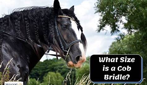 horse bridle size chart