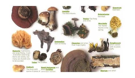 wild mushroom identification chart