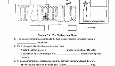 plasma membrane structure and function worksheet answers
