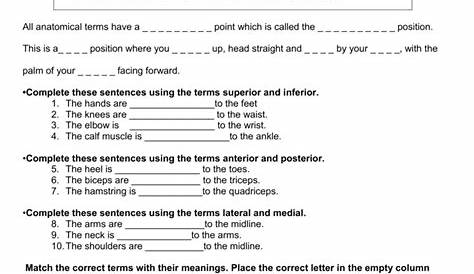 Directional Terms Of The Body Worksheet - slideshare