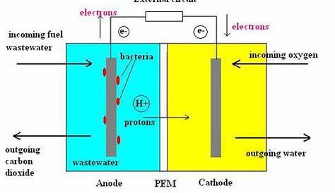 Microbial Fuel Cells: Making Electricity from Sewage - Sustaining Our World