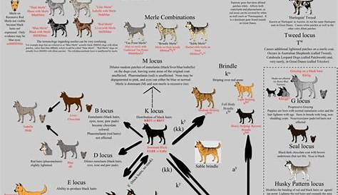 french bulldog genetics chart