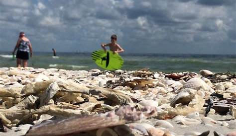 Study Shows How Much of an Impact Red Tide Had on Sanibel, Captiva Tourism