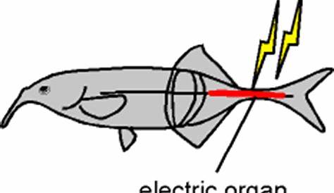 Electric Fish Location Diagram