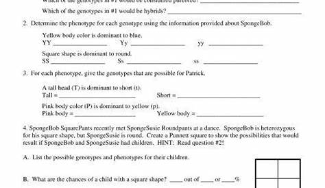 genotype and phenotype worksheet answers