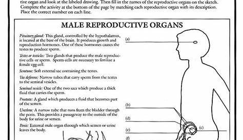 36 The Female Reproductive System Worksheet - support worksheet