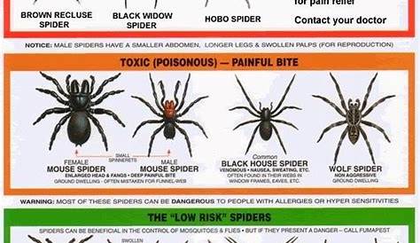 florida spiders identification chart