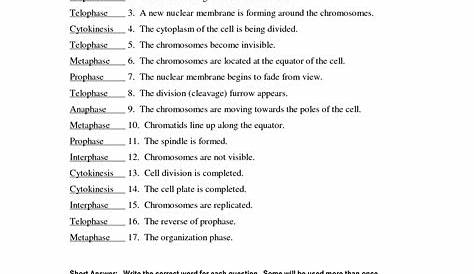 mitosis worksheet matching answers