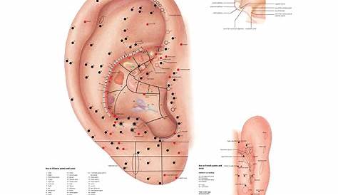 acupuncture ear points chart