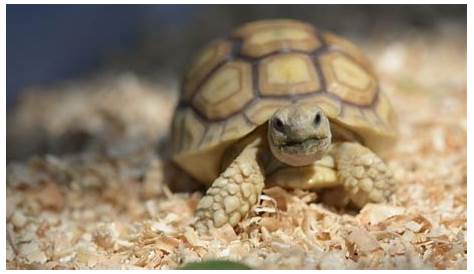 How Big Do Sulcata Tortoises Grow? [With Size Chart] – The Turtle Hub