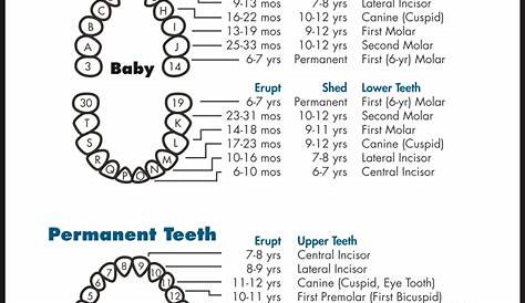 8 Best Images of Tooth Chart Printable Full Sheet - Dental Chart Teeth