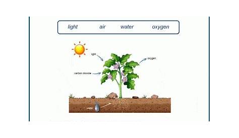 Plants Worksheets | K5 Learning