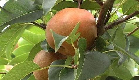 How to Grow Asian Pears | Planting fruit trees, Growing fruit trees