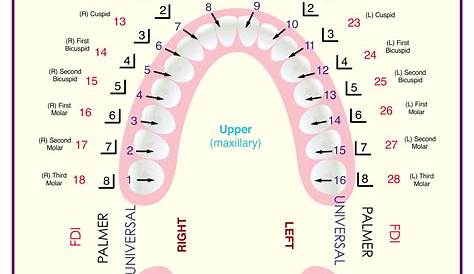 10 Best Tooth Chart Printable Full Sheet - printablee.com