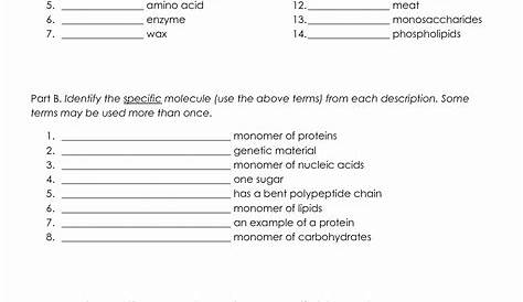 macromolecules chart worksheet