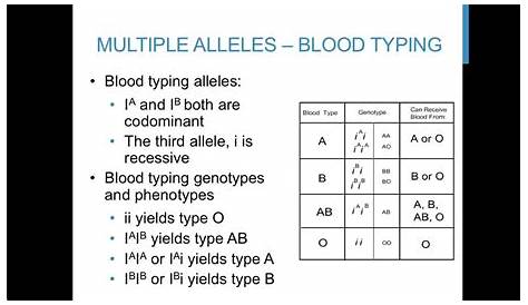 Blood Type Multiple Alleles Worksheet - Times Tables Worksheets