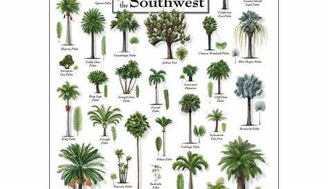 identification types of palm trees chart