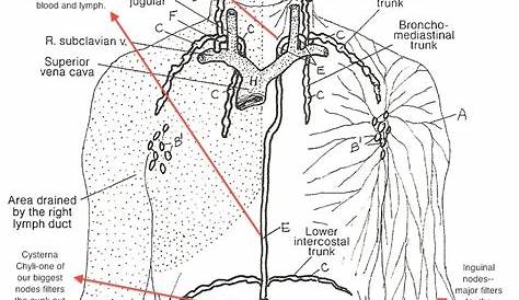 lymphatic system coloring page