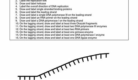 structure of dna and replication worksheets answers