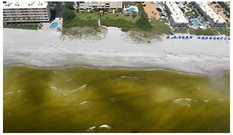 Red tide in Sarasota and Manatee counties remains patchy and stubborn