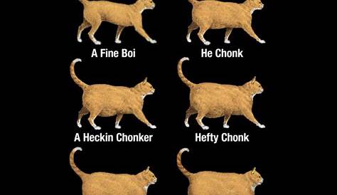 Cat Chonk Chart Meme