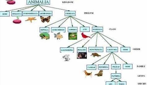 sketch a concept map of classification of animal kingdom. refer to the