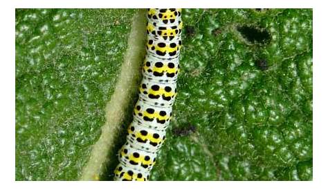 Types Of Green Caterpillars Uk - Галерија слика