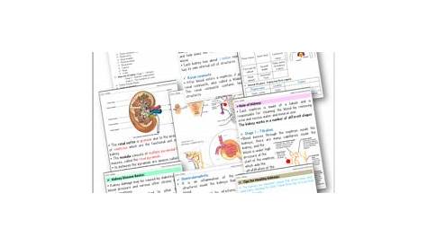 Kidney: Structure and Functions - Unit with Worksheets | TpT