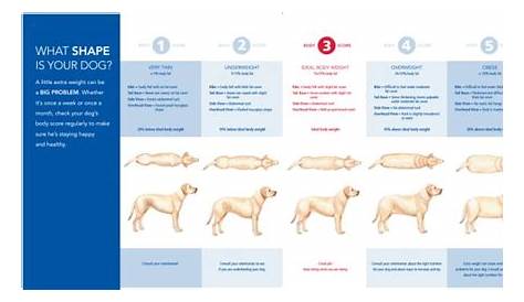 Is My Dog Overweight | Dog weight, Dog weight chart, Weight charts