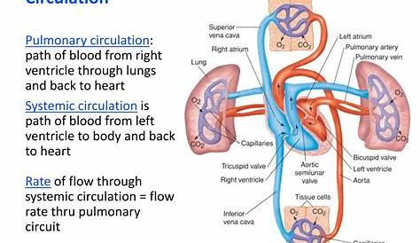 PPT - Cardiac Output, Blood Flow, and Blood Pressure PowerPoint