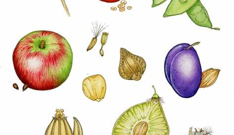 fruits and seeds diagram by Lizzie Harper - Lizzie Harper