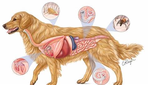 female dog body parts diagram