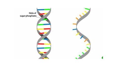 DNA Base Pairing Worksheet Answer Sheet