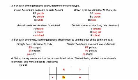 genetics basics worksheets answers