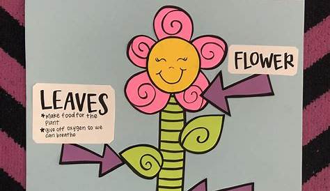 Parts of a plant/ flower anchor chart 1st grade | Planting flowers