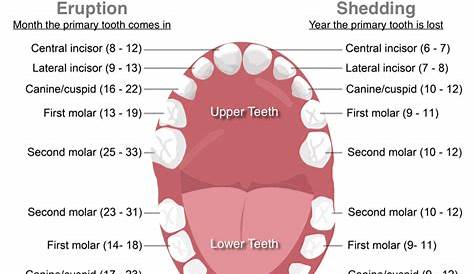 What Age Do Your Teeth Start Falling Out - TeethWalls