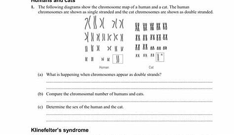 Genes And Chromosomes Worksheets