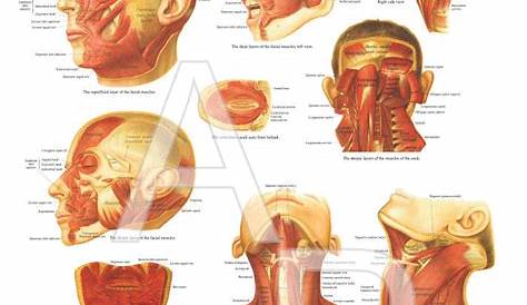 Muscles of the Head and Neck Poster 24 x 36