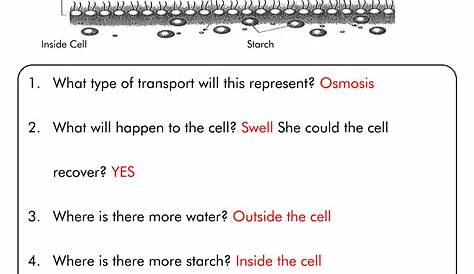 16 Best Images of Diffusion Osmosis Active Transport Worksheet - Cell