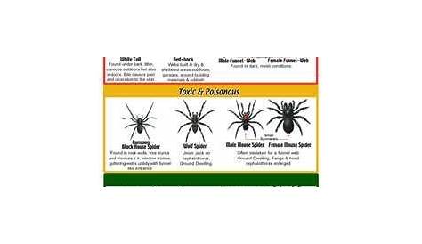 Spider Identification Chart | Spider identification chart, Dangerous