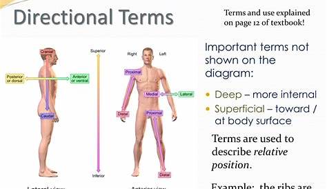 anatomy directional terms practice